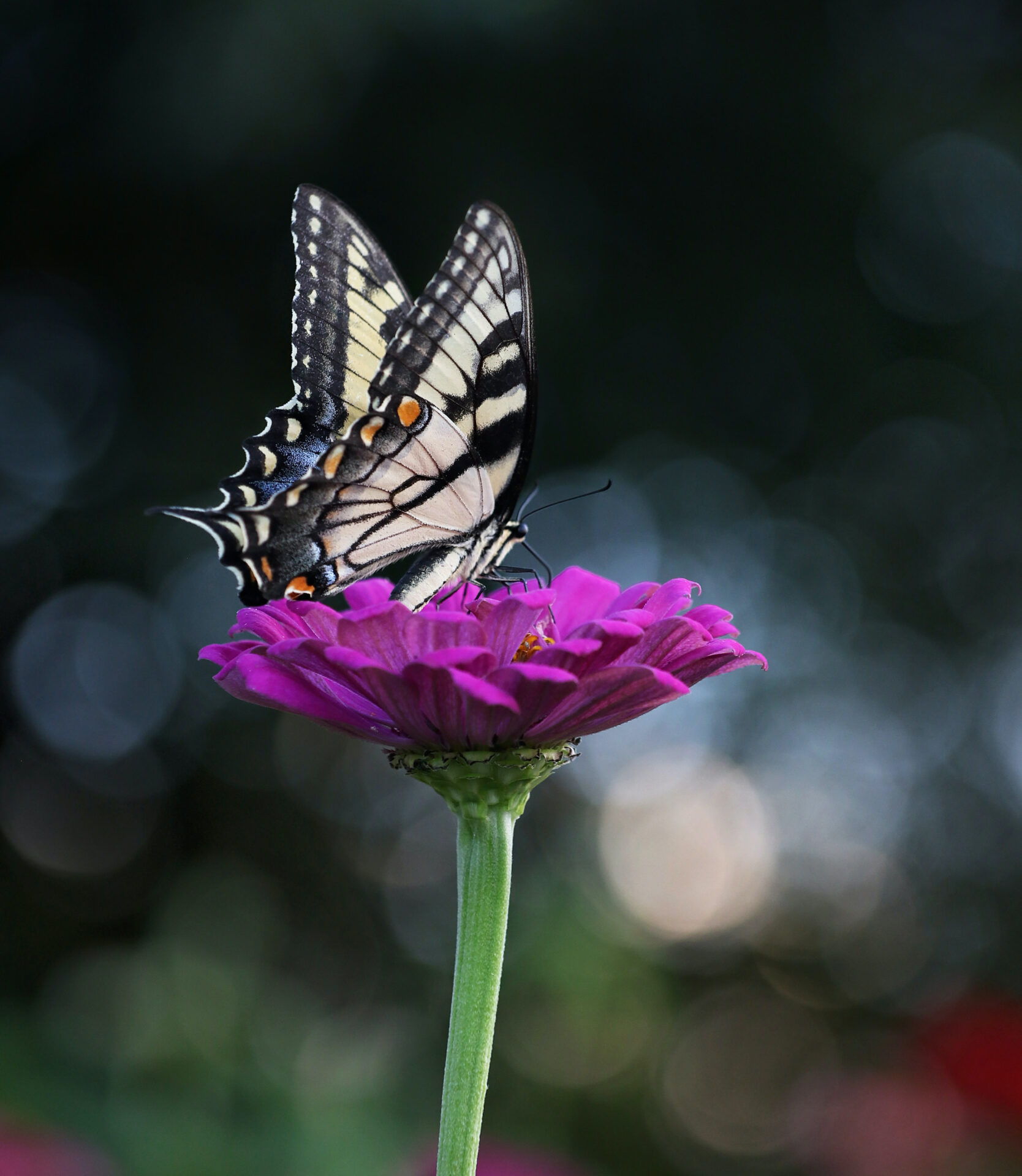 A butterfly sitting on top of a purple flower.